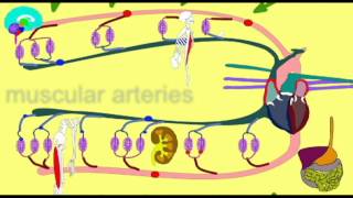 PATHWAY OF BLOOD FLOW THROUGH THE BODY [upl. by Erek]