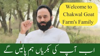 Welcome to Chakwal Goat Farms Family  08 November 2024  Chaudhary Majid Shabbir [upl. by Hernandez]