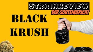 Der medizinische Sortenbericht  Black Krush [upl. by Lerrej718]