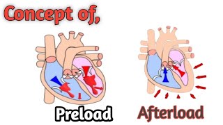 preload and Afterload with animation short review urduHindi [upl. by Etireuqram]