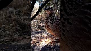 The Sound of an annoyed Francolin animals nature birds [upl. by Nealson]