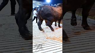 Mighty 1200 kg bull returns to the barn after a display session [upl. by Cattan]