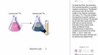 Meselson and Stahl experiment animation [upl. by Aicella]