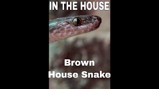 Brown House Snake aka African House Snake [upl. by Apoor]