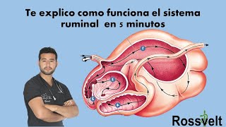 Fisiología Ruminal [upl. by Enilecram15]