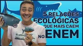 5 RELAÇÕES ECOLÓGICAS que mais caem no ENEM [upl. by Cyrill614]