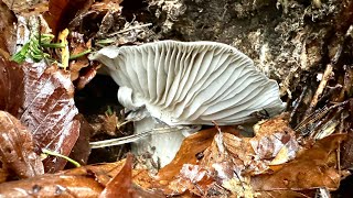 Il dormiente più grosso che abbia mai trovato  hygrophorus marzuolus [upl. by Tillford]