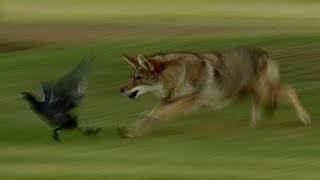 Coyote Hunts Birds  BBC Earth [upl. by Parrish378]