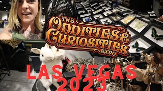 Oddities and Curiosities Expo 2023  Las VegasHaul This was so cool [upl. by Mars]