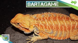 🦎 BARTAGAME  Alle wichtigen Informationen in 100 Sekunden [upl. by Bertold800]