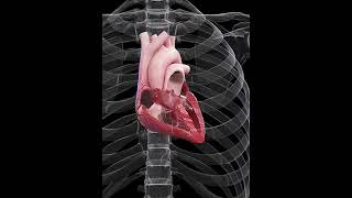 The myogenic nature of the heart [upl. by Ashelman]