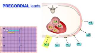 ECG Basics 310  Leads [upl. by Aizatsana368]