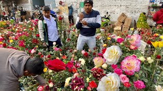 ROSE FLOWER PLANT VARIANT AT GALIFF STREET SHREE GOVINDA NURSERY FLOWER PLANT Best Flowers Forever [upl. by Immat210]