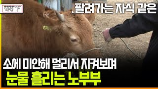 다큐 ‘가족’ 157회下 팔려가는 자식 같은 소에 미안해 멀리서 지켜보며 눈물 흘리는 노부부 [upl. by Ettolrahc]