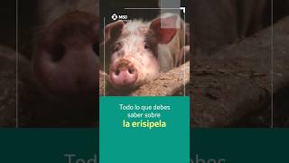 Erisipela porcina 🐖 cuidados veterinaria porcicultura [upl. by Ativ62]