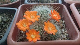 Coleção de Cactos resumo da semana florações cacto amendoim rebutias echinopsis 🌵cactos cactus [upl. by Lulita]