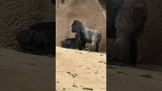 We Found Gorillas In The Zoo [upl. by Akeem433]