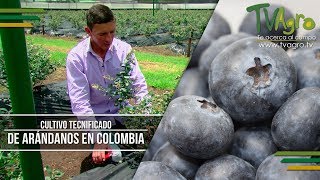 Cultivo Tecnificado de Arándanos En Colombia  TvAgro por Juan Gonzalo Angel [upl. by Ennywg]