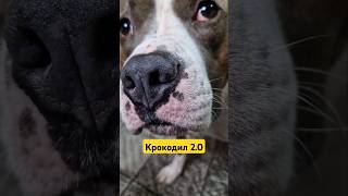 Амстафф Локи 4 года  Старая Обновлённая Игрушка  Стаффорд  Amstaff Loki [upl. by Ekenna]