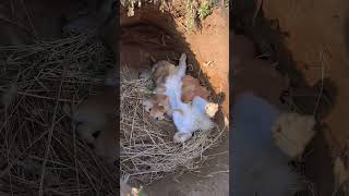 Rabbit chicks rabbit rabbitfarming rabbitjump rabbits [upl. by Ametaf]