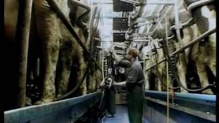 Family Farm Parlors  DeLaval Automated Milking Solutions  DeLaval [upl. by Yeffej]