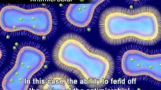 The Animation of Antimicrobial Resistance [upl. by Itak178]