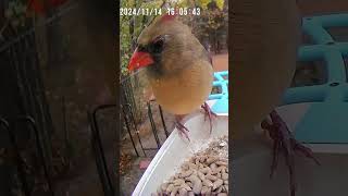 Cute Female Cardinal Up Close At Our Bird Feeder cardinal birds wildbirds wildlife birdfeeder [upl. by Peace]