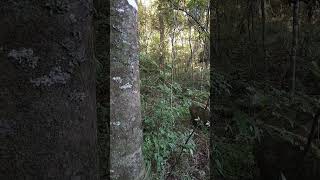 Forest Moment Lichen and light [upl. by Stilu]