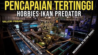 GOOKIL TITIK TERTINGGI HOBBIES IKAN PREDATOR  TOTALITAS BIKIN GALLERY PRIBADI SEMEWAH INI [upl. by Havstad36]