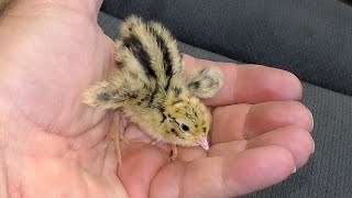 Cute Baby Quail Chicks  One Day Old [upl. by Craddock290]