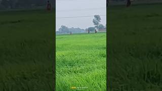 Sorts video Kahwa gaile ladikaiya ho tani hamke bta da😃👍 [upl. by Lichter518]