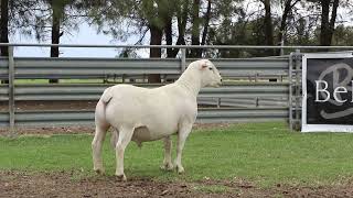 LOT 74  WHITE DORPER RAM 220838 [upl. by Alair]