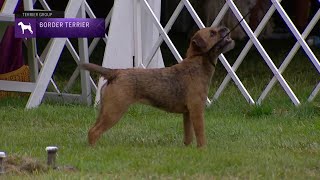 Border Terriers  Breed Judging 2021 [upl. by Layor181]