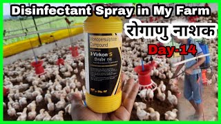 Vircon S  Viral बीमारियों को दूर करें  Disinfectant Spray In My Poultry Farm [upl. by Adamina]