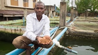 Nigeria’s Fish Farmers Take New Paths to Profitability [upl. by Tremaine314]