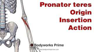 Pronator Teres Anatomy Origin Insertion amp Action [upl. by Linnette]