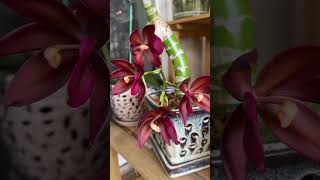 Cycnodes Wine Delight orchidculture floweringplant orchidbeauty orchids [upl. by Hillman832]