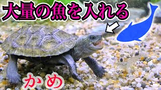 ついにカメ水槽へ魚を導入！一緒に飼育できるのか…？陸地作りやり直し作業。 [upl. by Gardal]