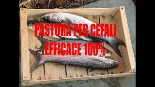 Pastura per cefali [upl. by Eikin]