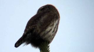 Sperlingskauz  Chevêchette  Pygmy Owl [upl. by Nehttam]