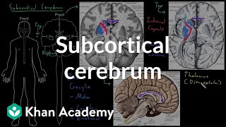 Subcortical cerebrum  Organ Systems  MCAT  Khan Academy [upl. by Larrej]