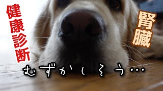 犬の腎機能評価～eGFRとシスタチンC～これで何がわかる？血液検査が悪くなる前に取り組むべき臓器です [upl. by Conley]