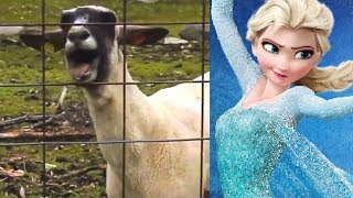 Let It Goat  Disney Frozen Edition [upl. by Archle]