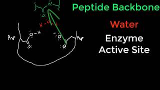 Protease Mechanisms [upl. by Rodge438]