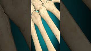 Metacarpophalangeal joint interphalangeal joint of hand Abducation Adduction handjoint [upl. by Andaira443]