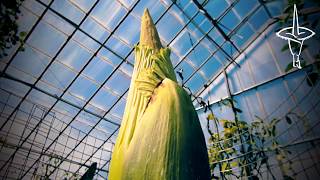 Arumcam  Amorphophallus titanum growth 19 to 24 July 2017 [upl. by Akinimod]