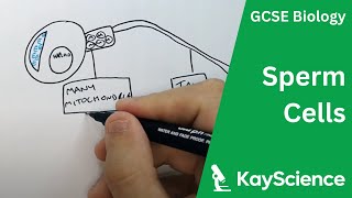 Sperm Cell Adaptations  GCSE Biology  kaysciencecom [upl. by Sherourd267]