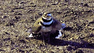 Killdeer Impressive Fake Injury Broken Wing Act  A great bird actor around New York City [upl. by Surbeck]