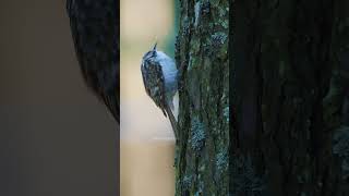 Tree Creeper Climbing Tree bird wildlife nature treecreeper tree cute lovely pretty HA72559 [upl. by Rifkin535]