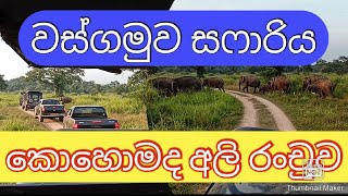 Wasgamuwa National Park Safari  වස්ගමුව සෆාරි අලියා wildlife srilanka [upl. by Charley]